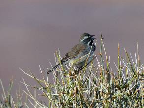 wDV-2015-march-day4-1  Black-throated Sparrow.jpg (308998 bytes)